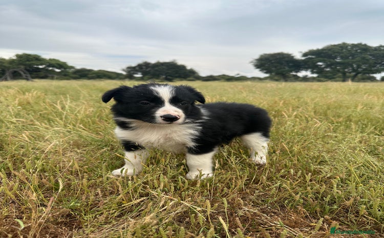 Border Collie perros - Anuncio 1