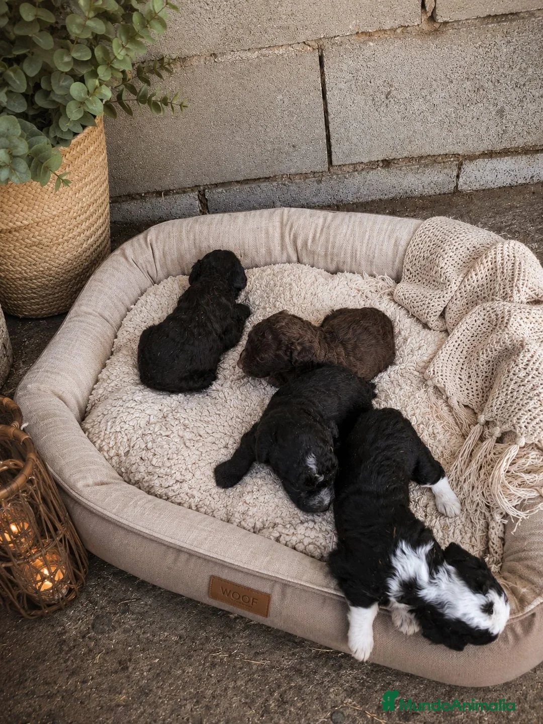 Perro de Agua Español perros en venta: Perros de aguas - Anuncio 2
