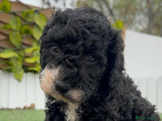 Perro de Agua Español perros PERRO DE AGUA HEMBRA RABONA - Anuncio 1