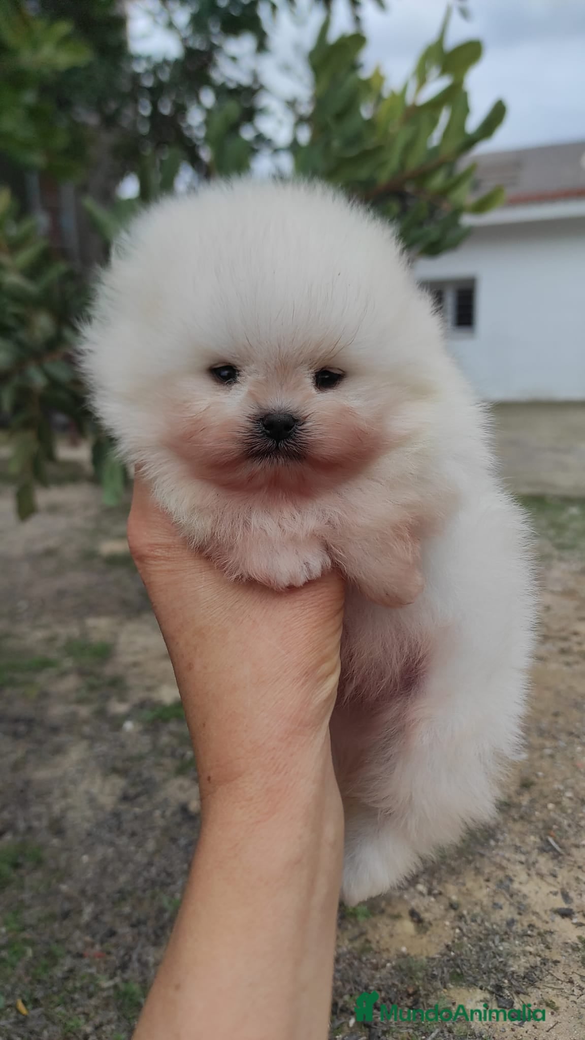 Pomerania perros Pomerania super chato - Anuncio 2
