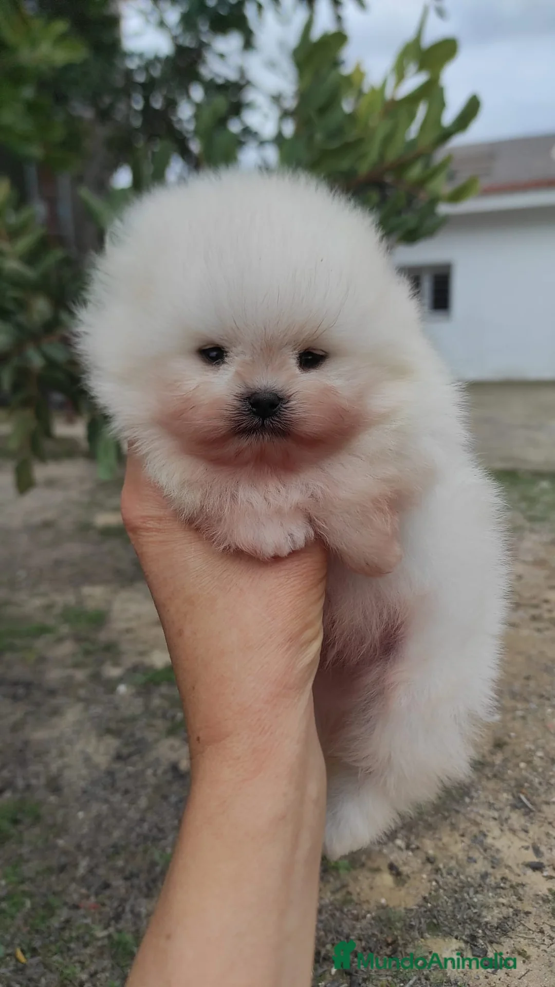 Pomerania perros en venta: Pomerania super chato - Anuncio 2