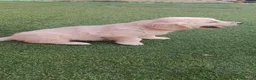 Golden Retriever perros en venta: Golden retriever  - Anuncio 2