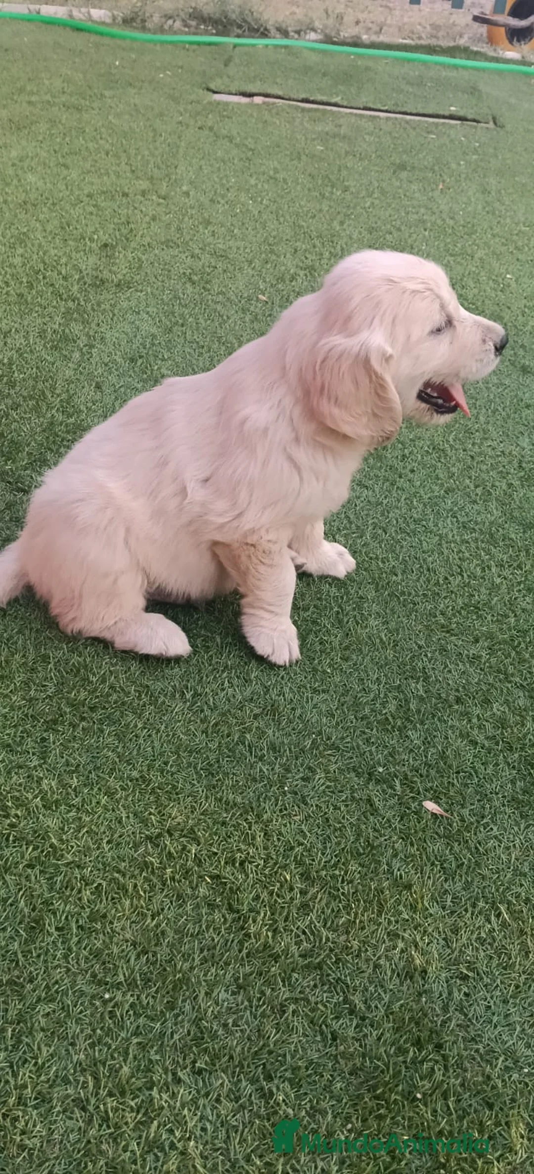 Golden Retriever perros en venta: Golden retriever  - Anuncio 2