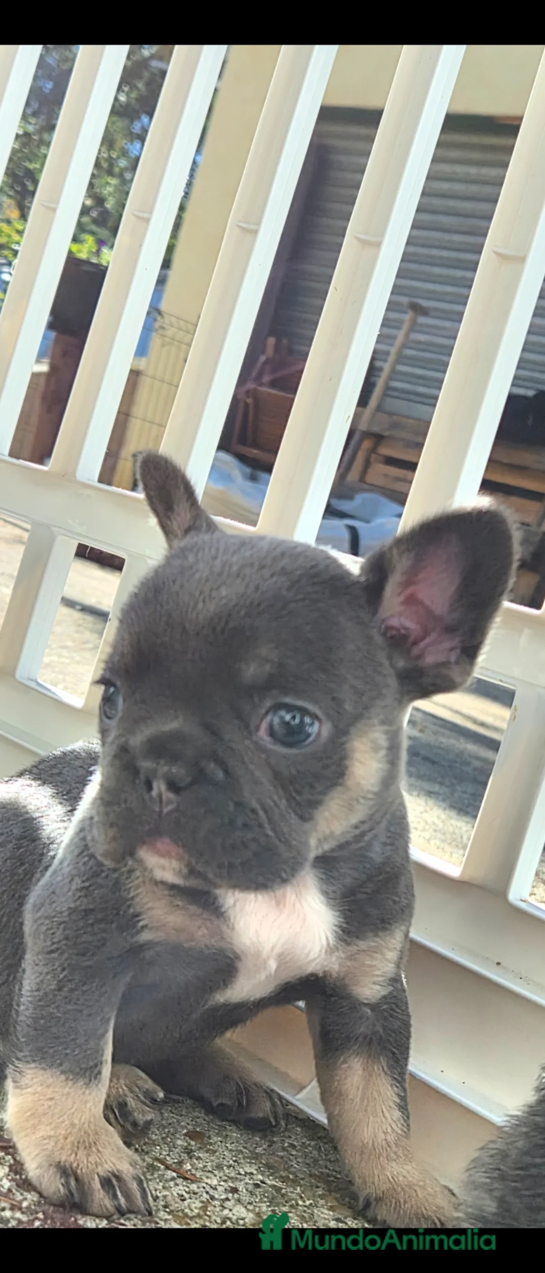 Bulldog Francés perros en venta: Hembra blue - Anuncio 1