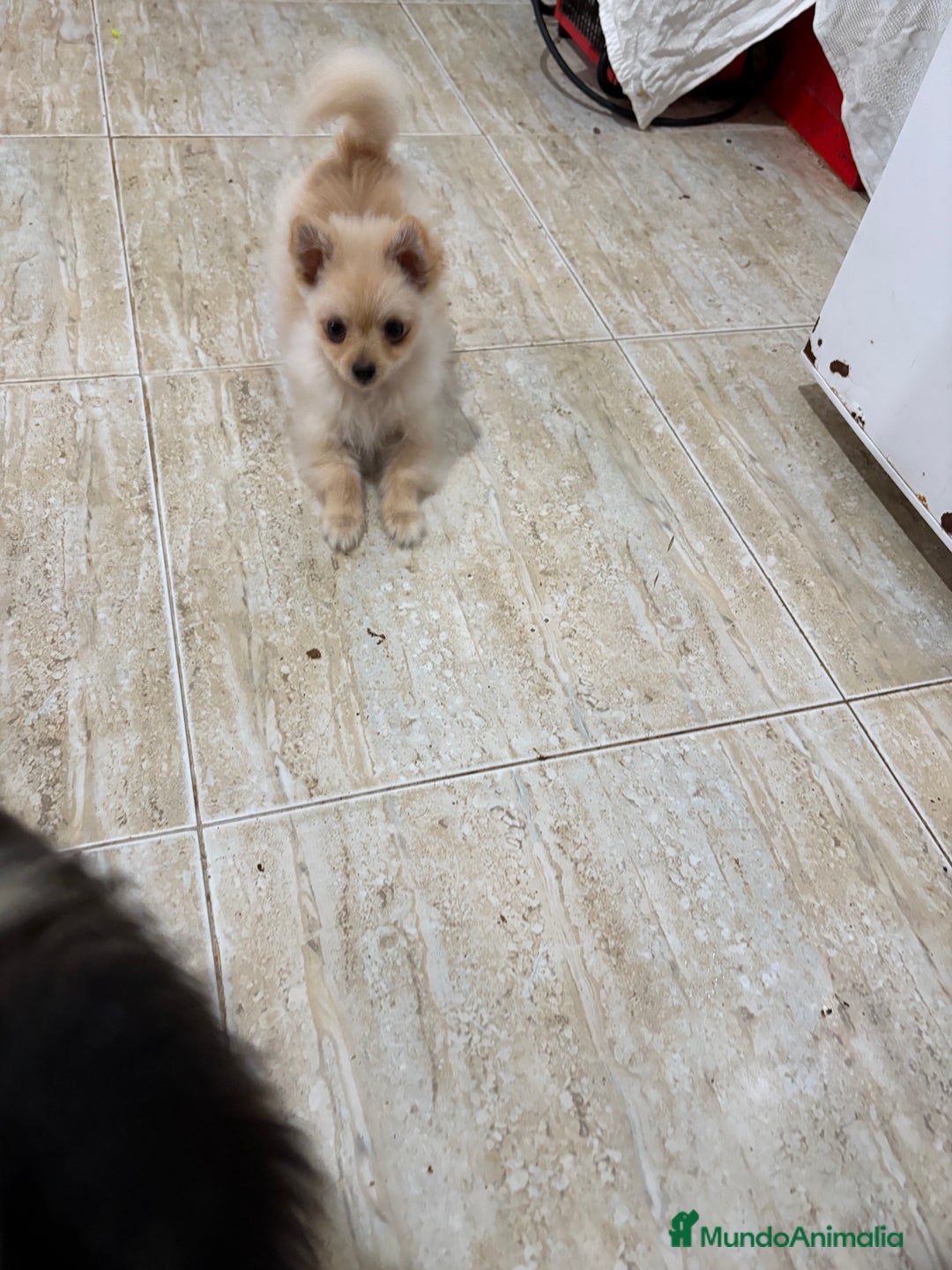Pomerania perros en venta: Pomerania micro Toy 7 meses 790gramos  - Anuncio 7