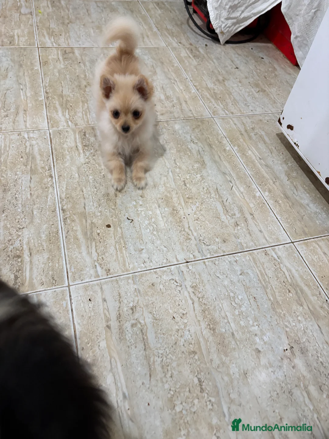 Pomerania perros en venta: Pomerania micro Toy 7 meses 790gramos  - Anuncio 7