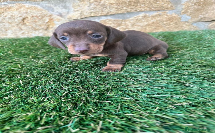 Teckel perros Teckel Mini - Anuncio 1