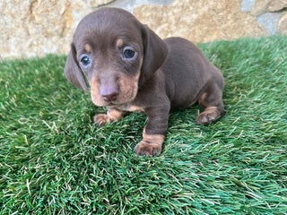 Teckel perros Teckel Mini - Anuncio 24