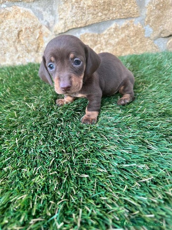 Teckel perros Teckel Mini - Anuncio 1