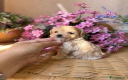Maltipoo perros en venta: Maltipoo tacita de Té (hembra ) - Imagen 3