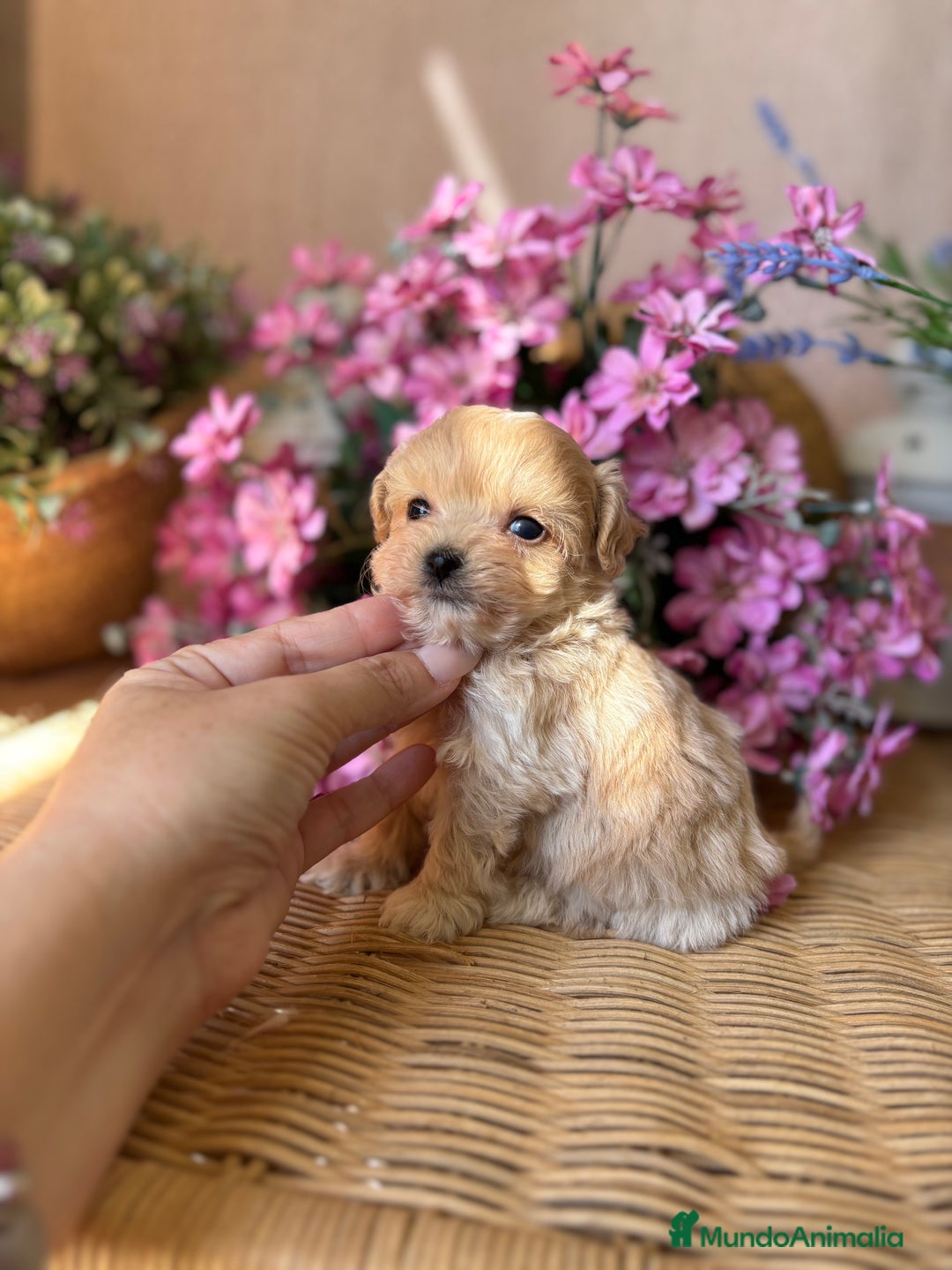 Maltipoo perros en venta: Maltipoo tacita de Té (hembra ) - Imagen 3