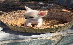 Chihuahua perros en venta: Chihuahua Micro Toy Hembra  - Imagen 4