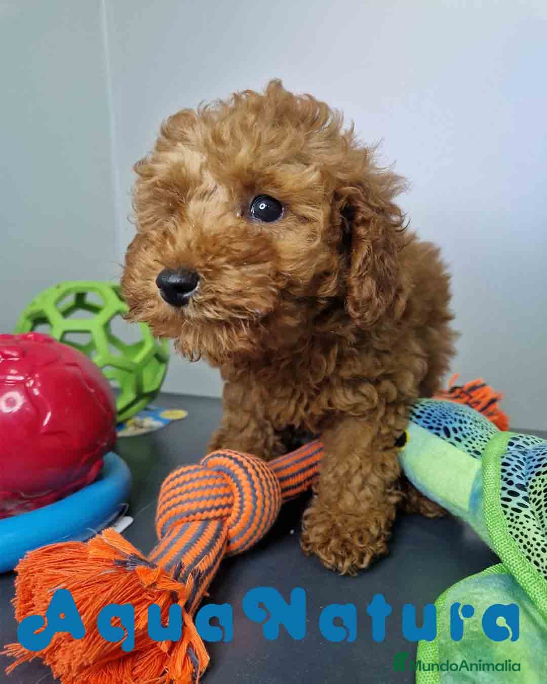 Caniche Enano perros Caniche Hembra DCD 5774 AQUANATURA - Anuncio 34