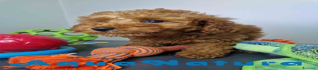 Caniche