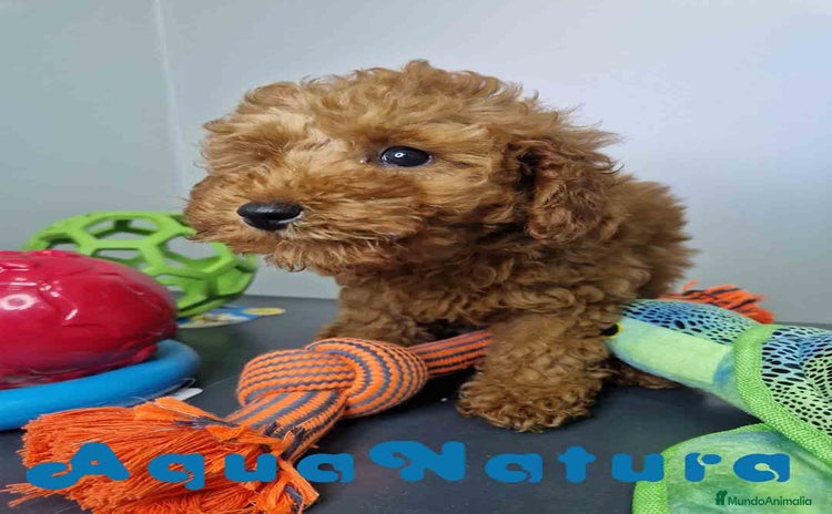 Caniche Enano perros - Anuncio 3