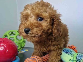 Caniche Enano perros - Anuncio 26