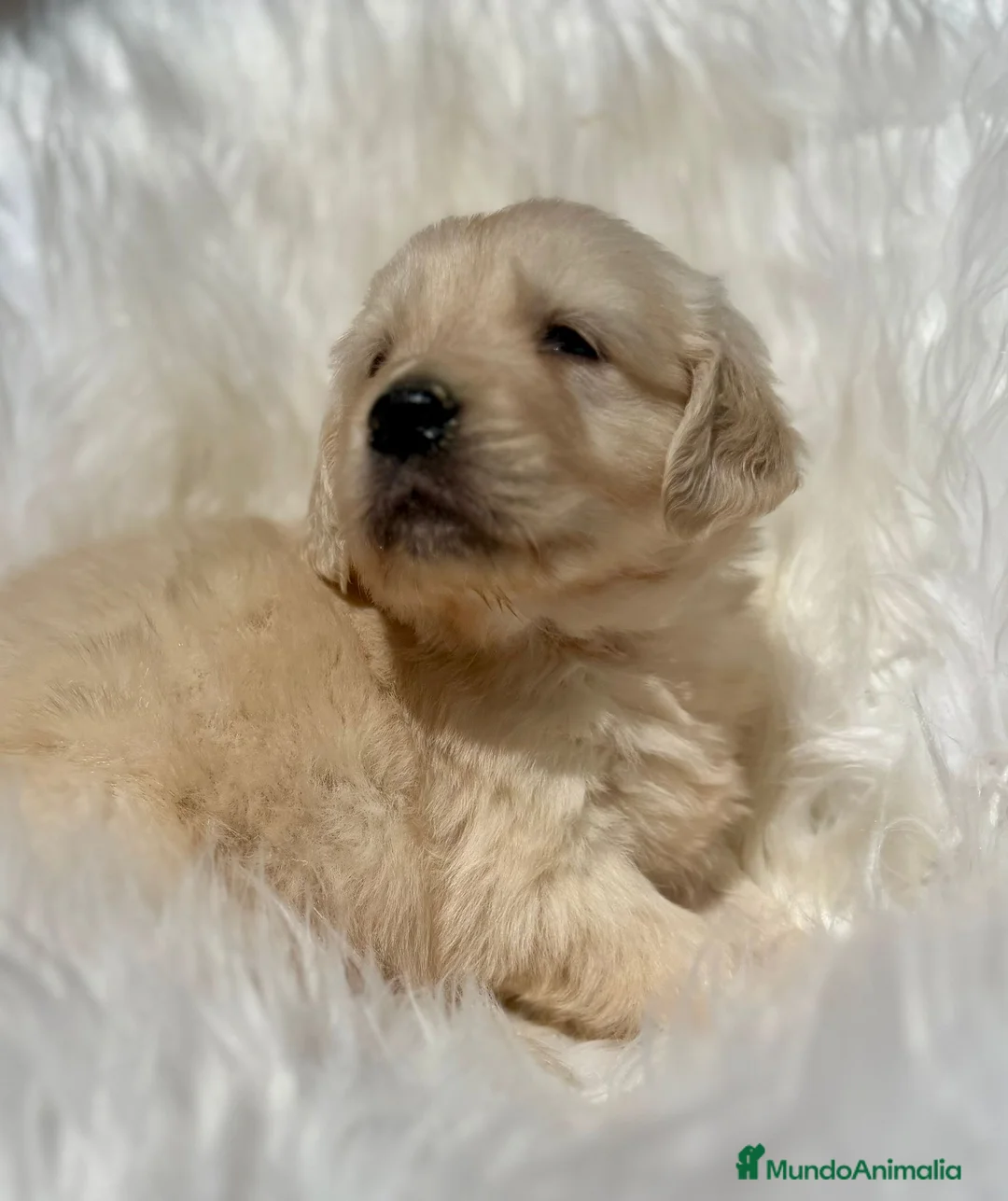 Golden Retriever perros en venta: Golden macho  - Anuncio 2