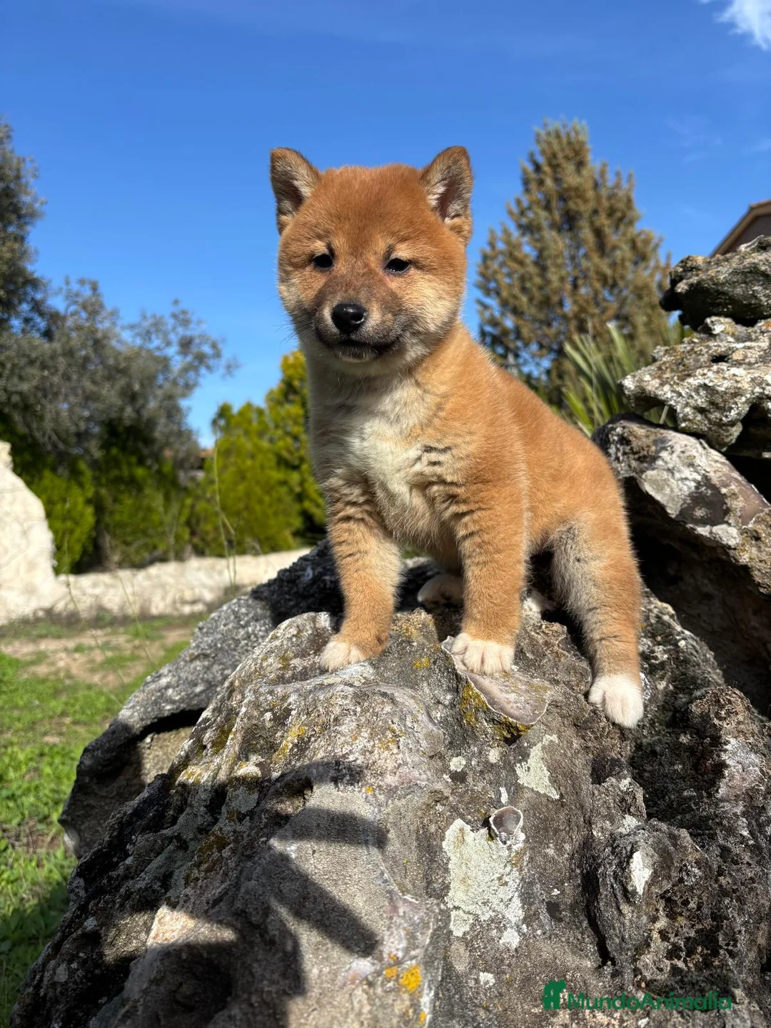 Shiba Inu perros en venta: Shiba Inu - Anuncio 10