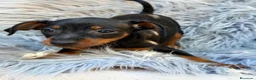 Pinscher Miniatura perros en venta: Mini pinscher macho 💙🐾 - Anuncio 4