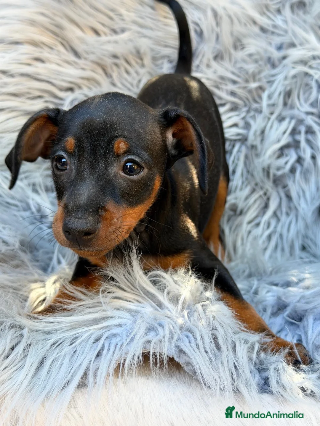 Pinscher Miniatura perros en venta: Mini pinscher macho 💙🐾 - Anuncio 4