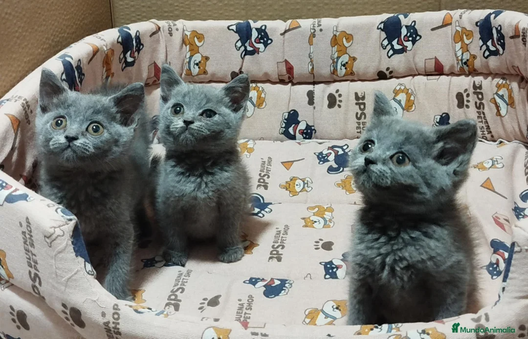 Británico de Pelo Corto gatos en venta: British Shorthair preciosos  - Anuncio 10