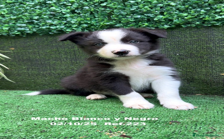 Border Collie perros BORDER COLLIE - Anuncio 1