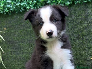Border Collie perros BORDER COLLIE - Anuncio 17