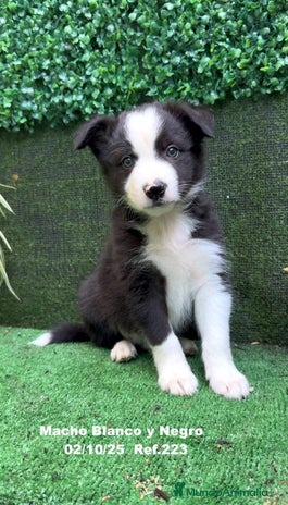 Border Collie perros BORDER COLLIE - Anuncio 1