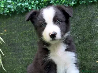Border Collie perros BORDER COLLIE - Anuncio 5