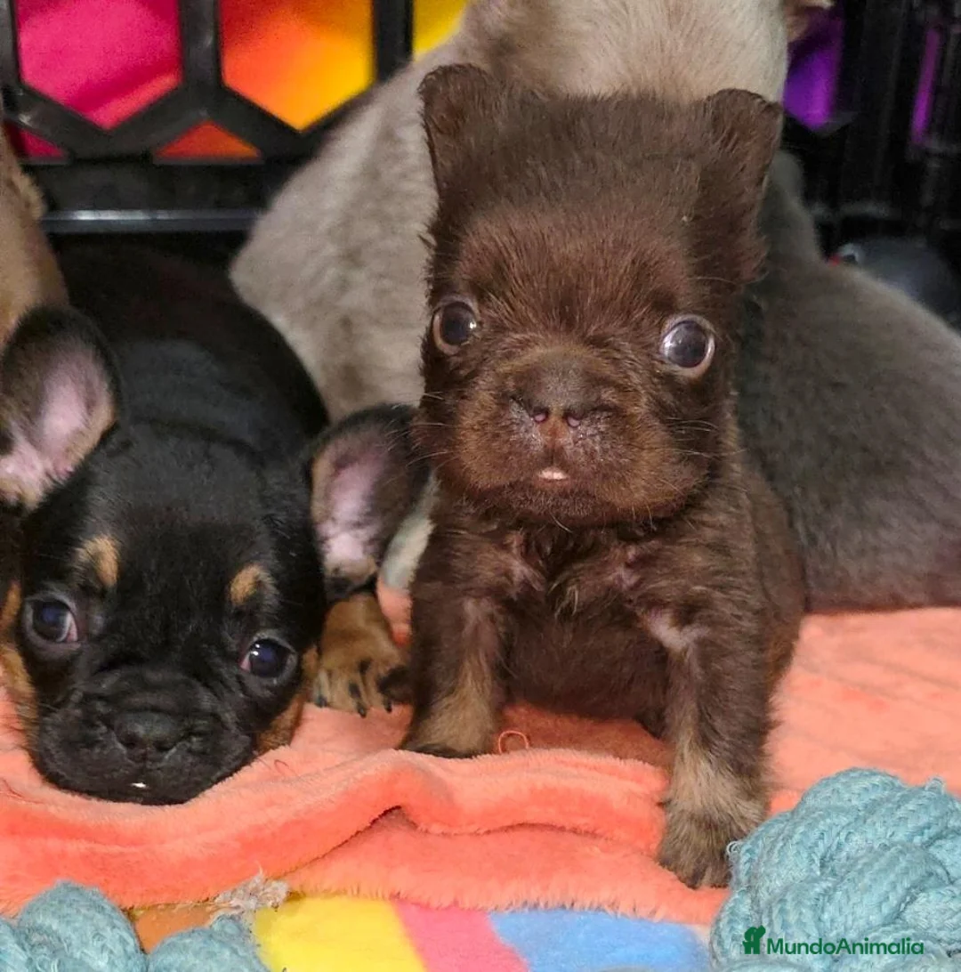 Bulldog Francés perros en venta: Fluffys y big rope bulldog  - Anuncio 16