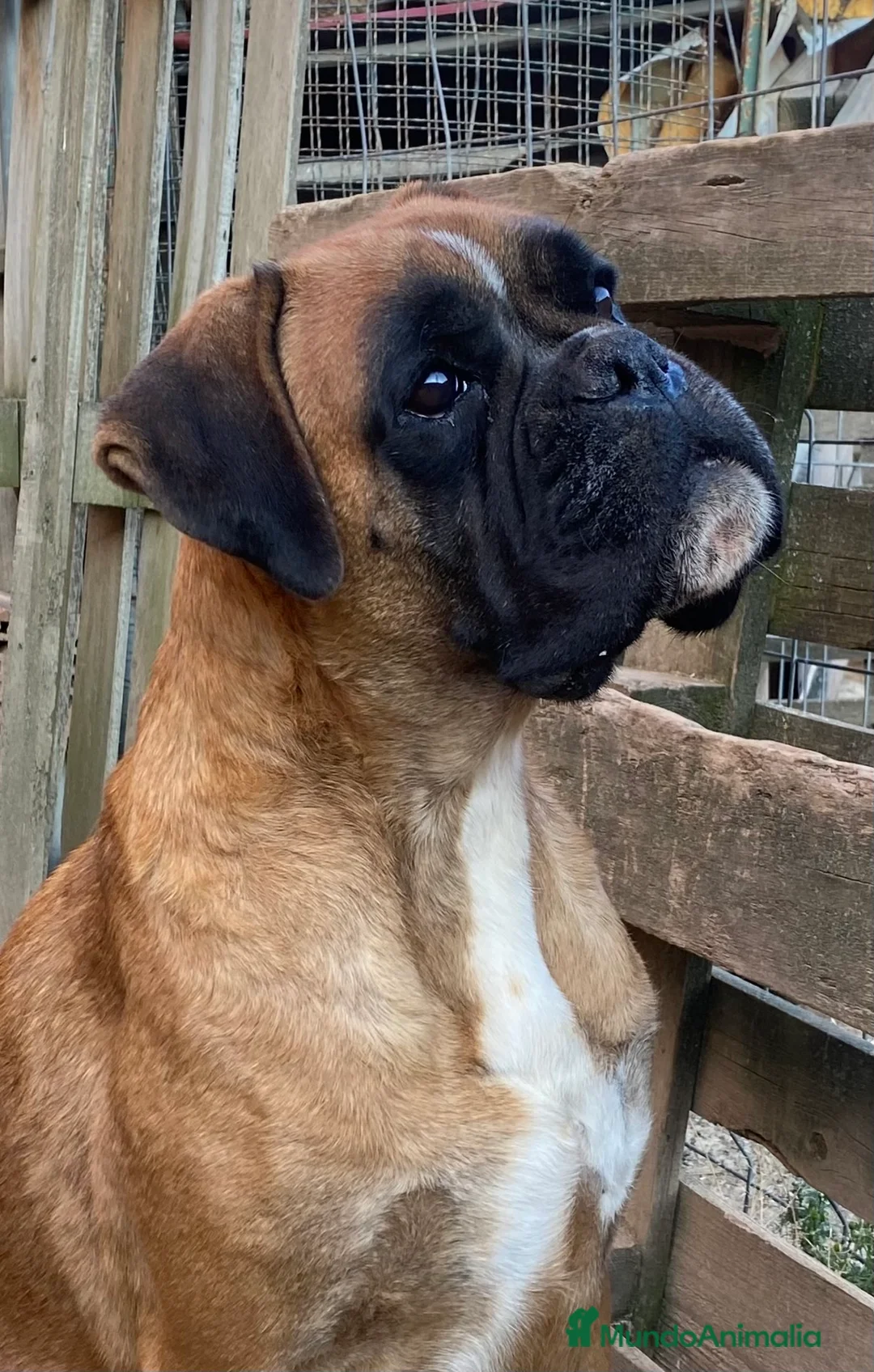 Boxer perros en venta: Boxer De Los Infanzones en Salamanca - Anuncio 6