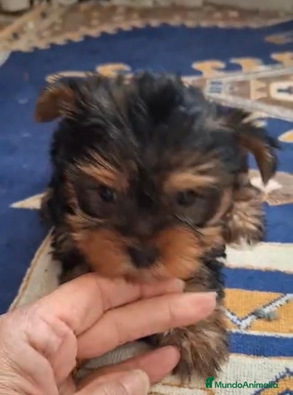 Yorkshire Terrier perros en venta: Yorkshire toy - Anuncio 11
