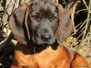 Sabueso de Sangre de Baviera perros SABUESO DE SANGRE BAVIERA - Anuncio 1