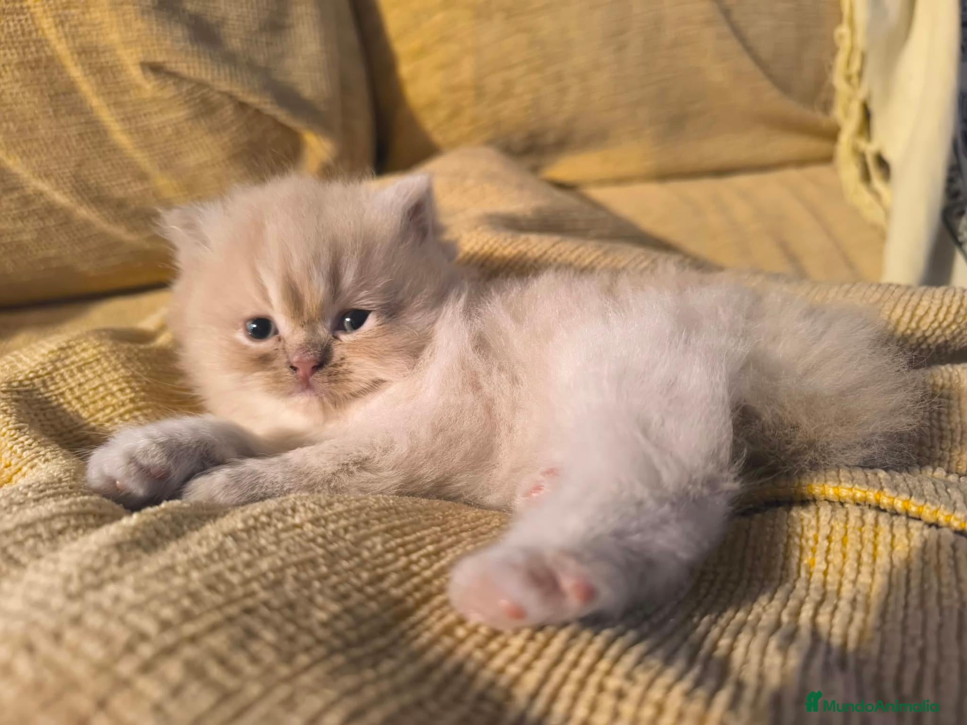 Persa gatos Persa Europeo - Anuncio 1