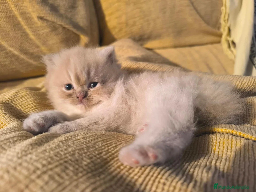 Persa gatos en venta: Persa Europeo en Castellón - Anuncio 1