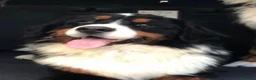 Boyero de Berna perros en venta: Boyero de berna  - Anuncio 1