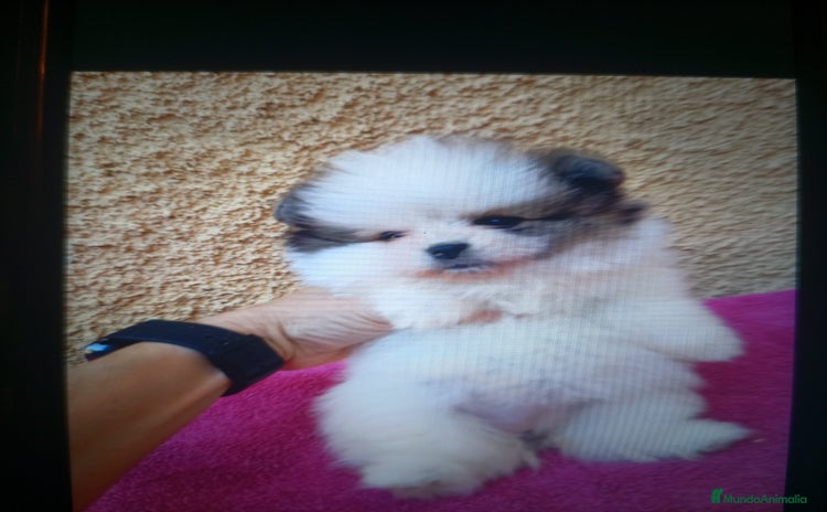 Pomerania perros - Anuncio 1