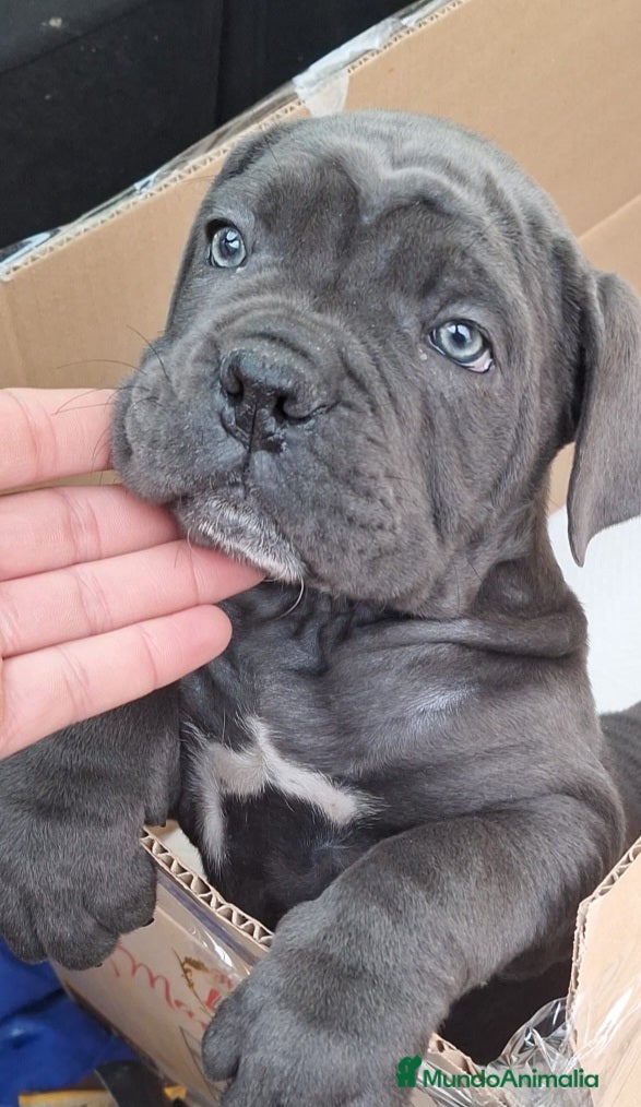 Cane Corso perros CANE CORSO BLUE PEDIGREE  - Anuncio 4