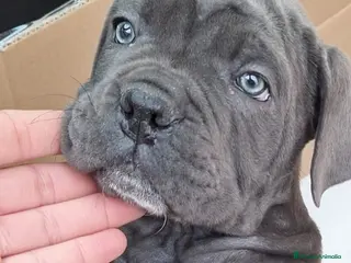 Cane Corso perros CANE CORSO BLUE PEDIGREE - Anuncio 4