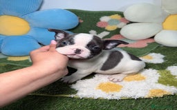Bulldog Francés perros en venta: Bulldog Frances Vaquita Blue Macho - Anuncio 2