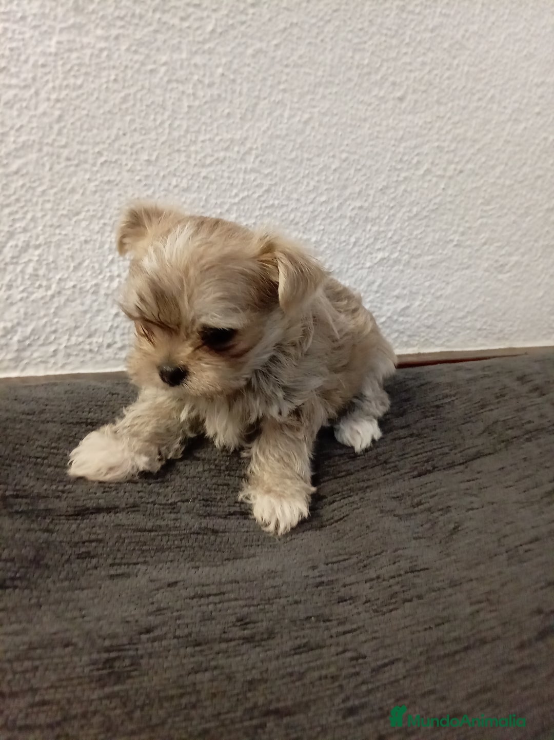 Maltipoo perros en venta: Maltipoo - Anuncio 8