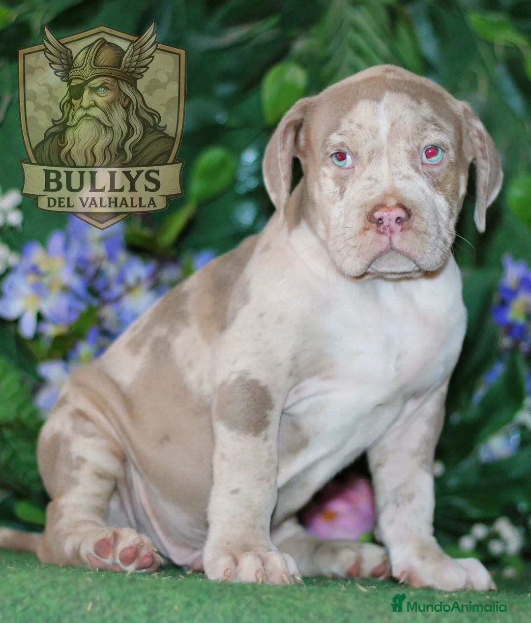 American Bully perros en venta: AMERICAN BULLY XXL SANGRE HULK  - Anuncio 2
