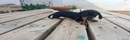 Teckel Miniatura perros en venta: Teckel Miniatura - Anuncio 2