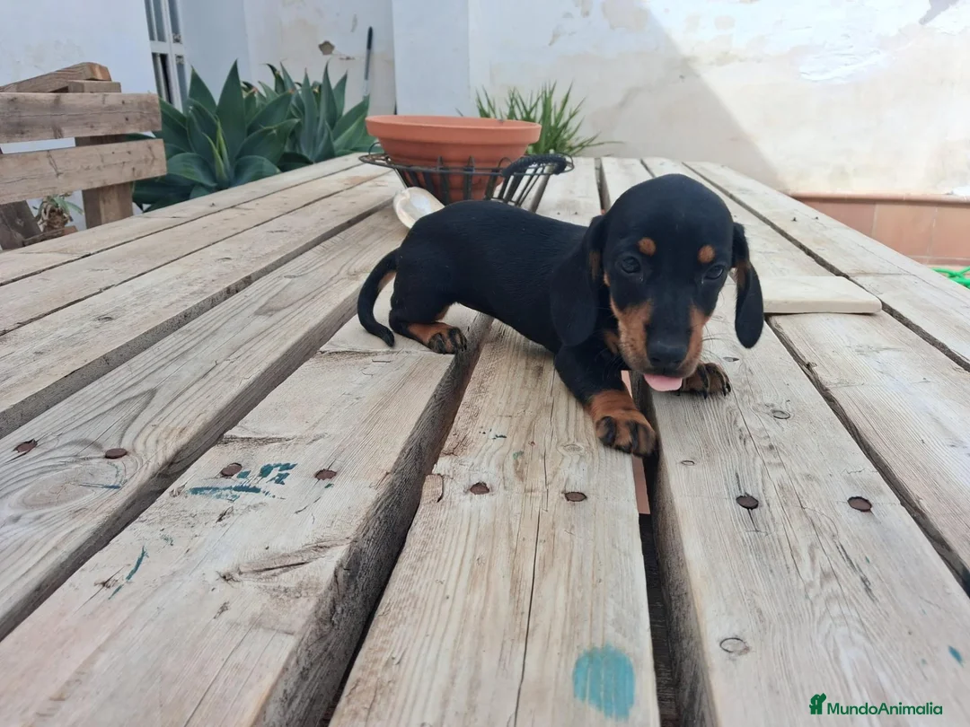 Teckel Miniatura perros en venta: Teckel Miniatura - Anuncio 2