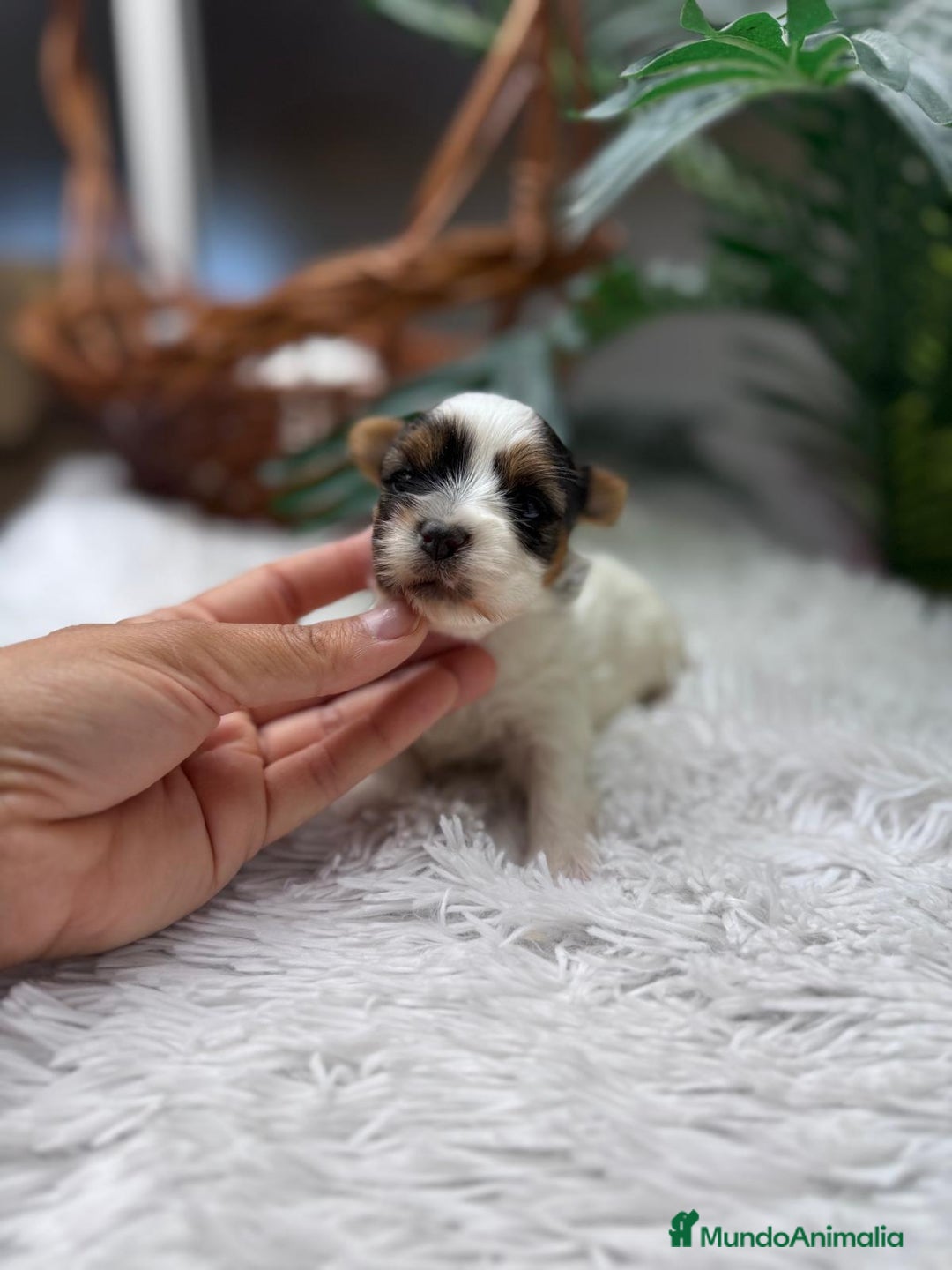 Yorkshire Terrier perros en venta: YORKSHIRE BIEWER - Anuncio 6