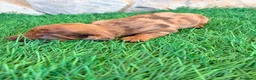 Teckel Miniatura perros en venta: Teckel Miniatura merle chocolate - Anuncio 20