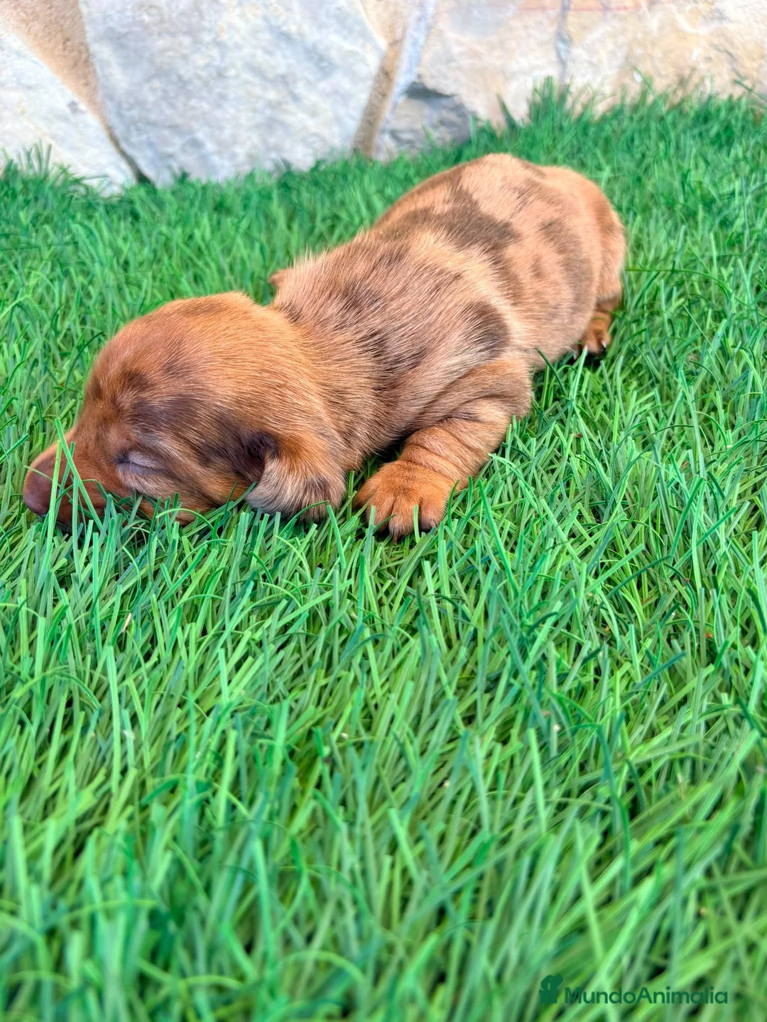 Teckel Miniatura perros en venta: Teckel Miniatura merle chocolate - Anuncio 20