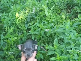 Chihuahua perros Hembras de chihuahua muy pequeña - Anuncio 30
