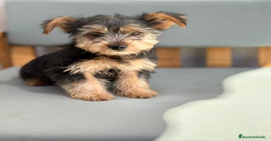 Yorkshire Terrier perros - Propaganda 4