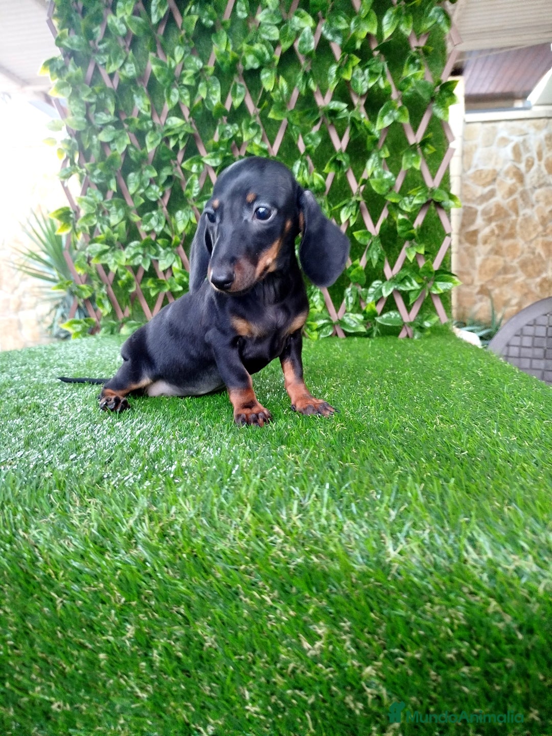 Teckel Miniatura perros en venta: Teckels Mini toy  - Imagen 3